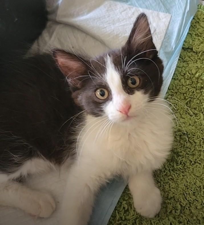 Tulio, ADOPTABLE, Kitten Male Domestic Short Hair.