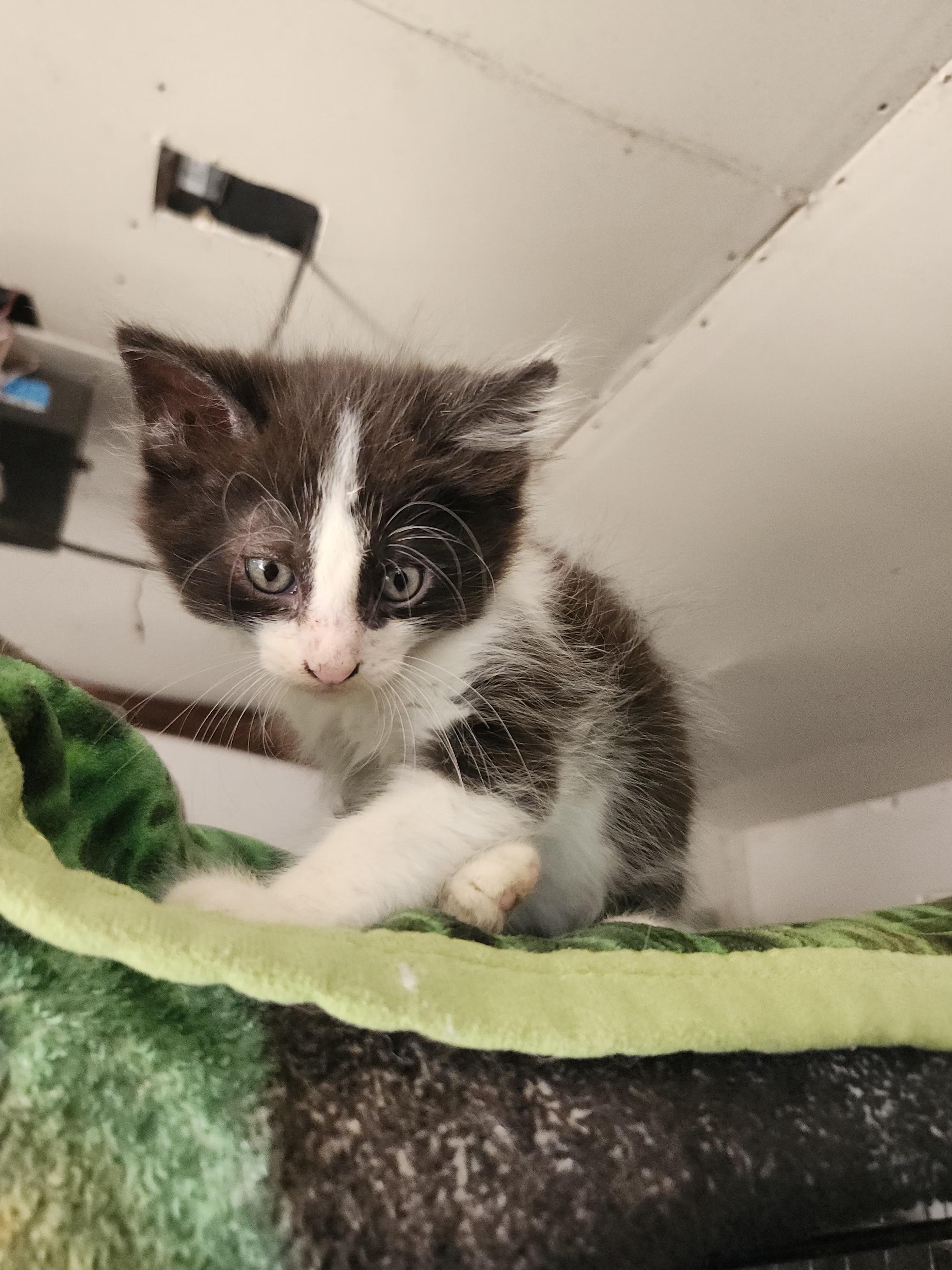 Enlarge Tulio, a ADOPTABLE Domestic Short Hair in Long Beach, CA image 2/2
