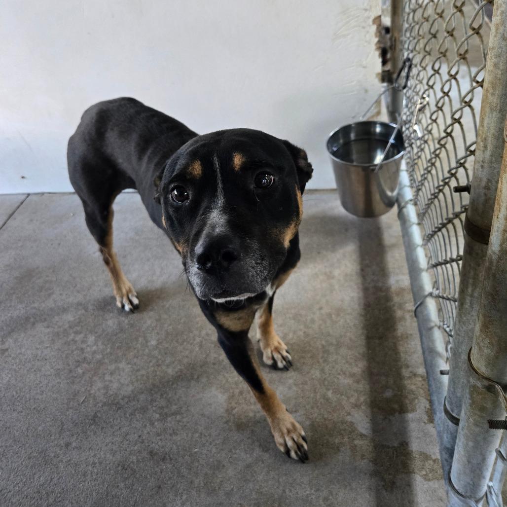 Washington, Adoptable, Young Male Mixed Breed.