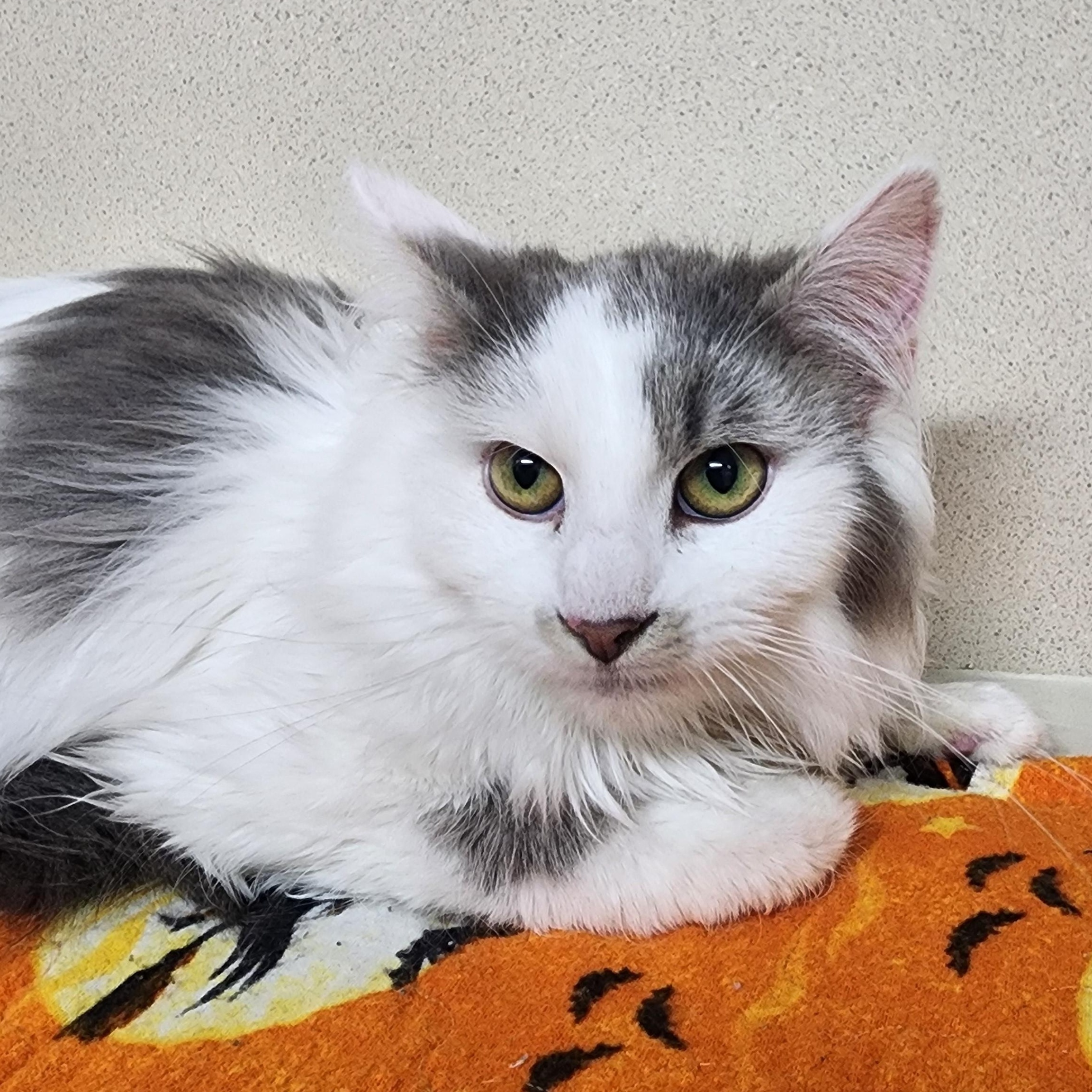 Jordan, ADOPTABLE, Young Male Domestic Long Hair.