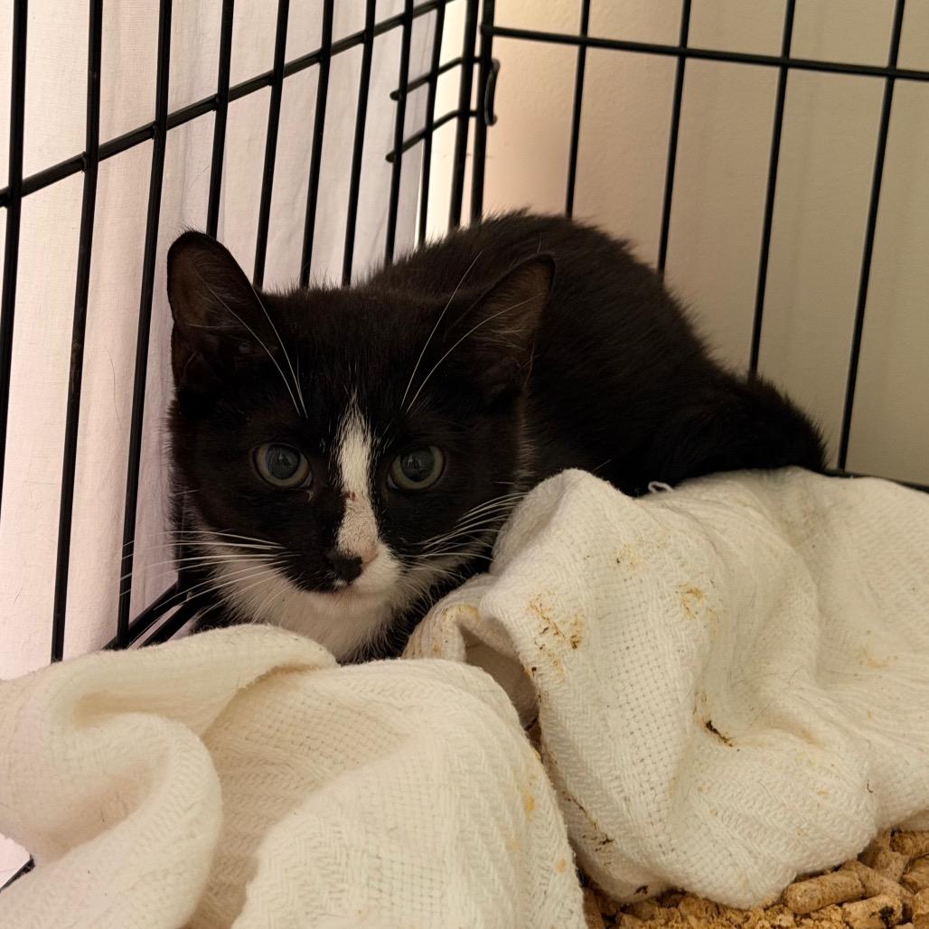 Enlarge Labelle, a Adoptable Domestic Short Hair in Lynchburg, VA image 1/1