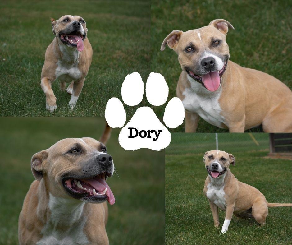 Dory, ADOPTABLE, Adult Female Pit Bull Terrier.