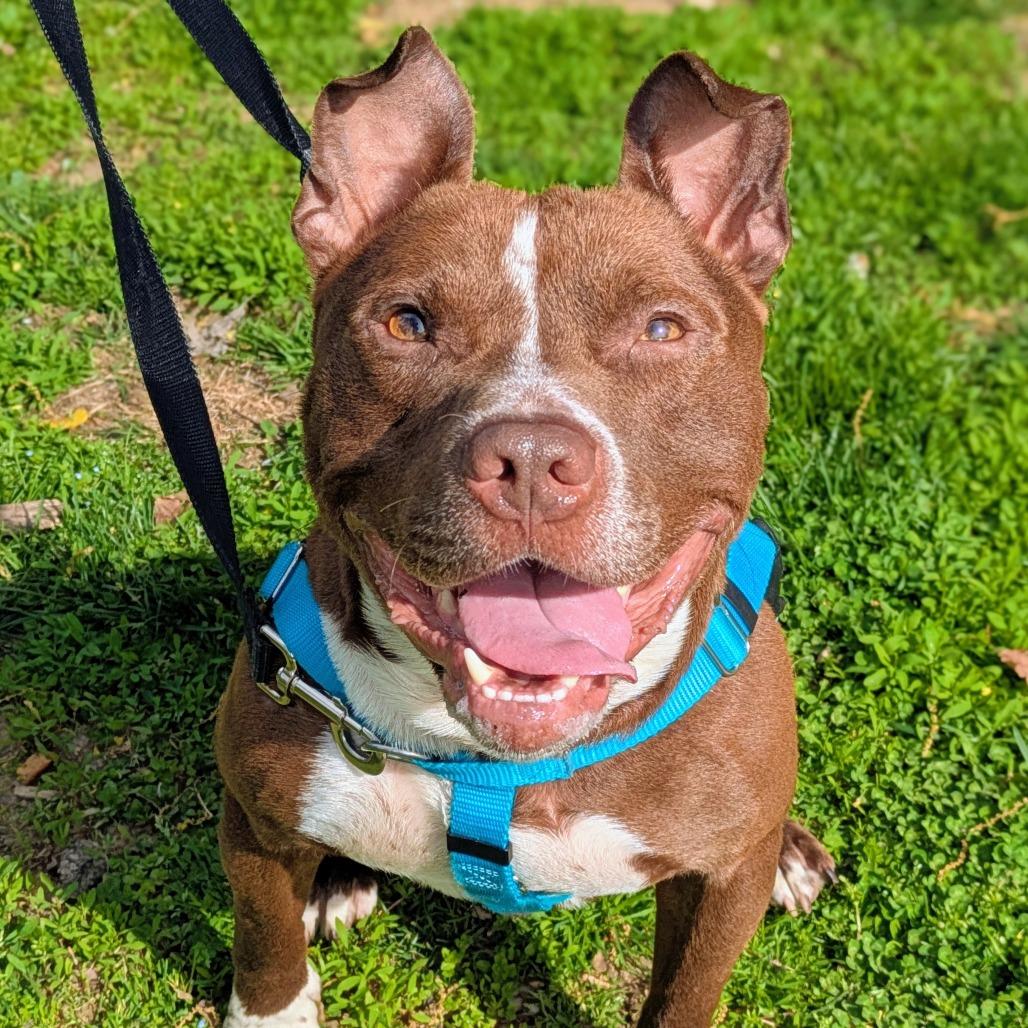 Scrappy, Adoptable, Adult Male Pit Bull Terrier.