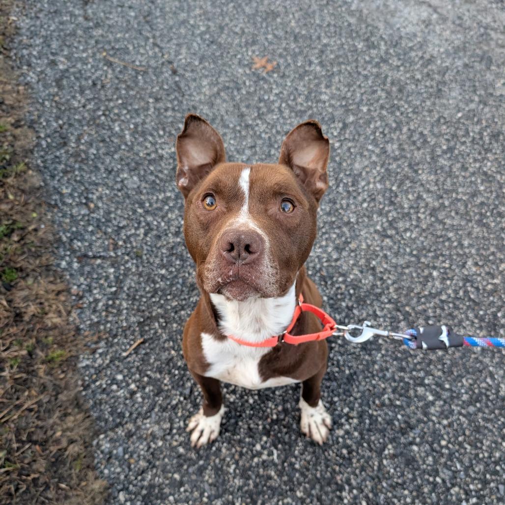 Scrappy, a Adoptable Pit Bull Terrier in Baltimore, MD image 2/3