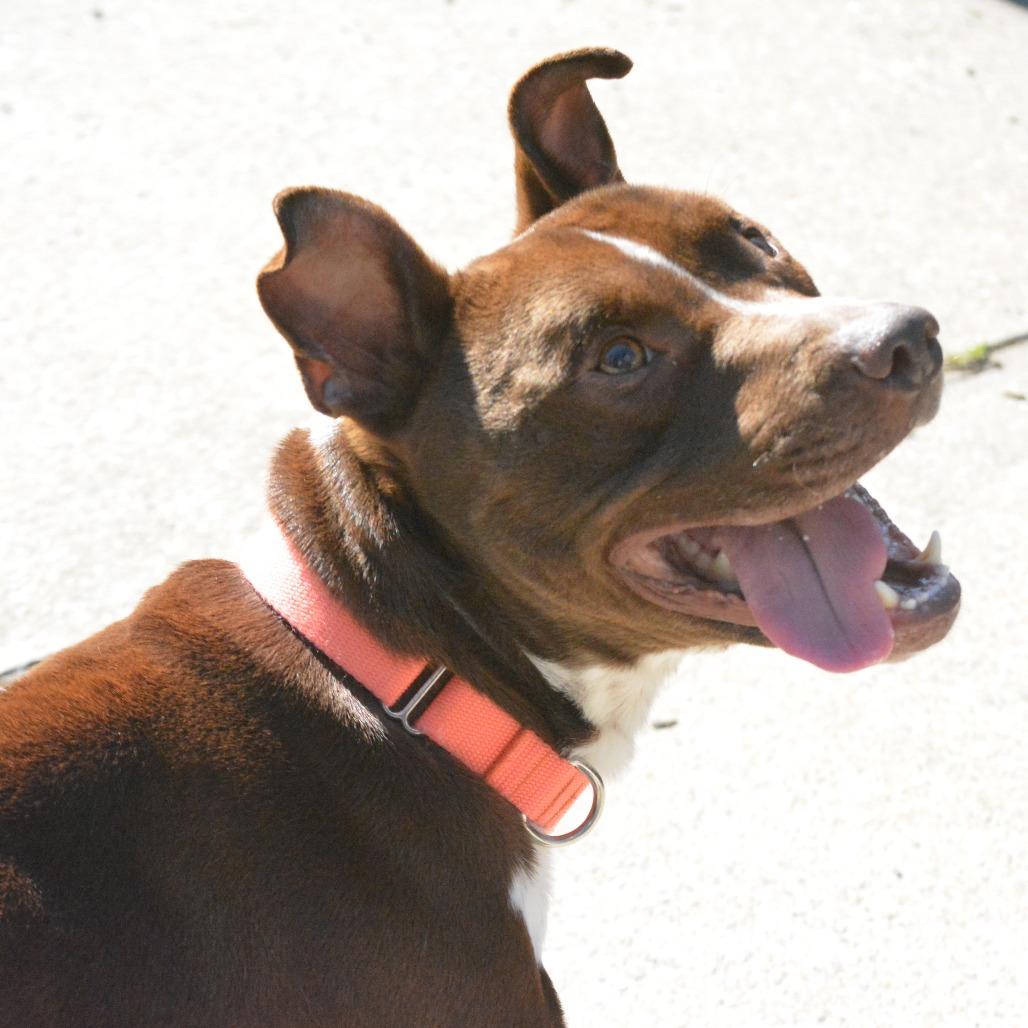 Scrappy, a Adoptable Pit Bull Terrier in Baltimore, MD image 3/3