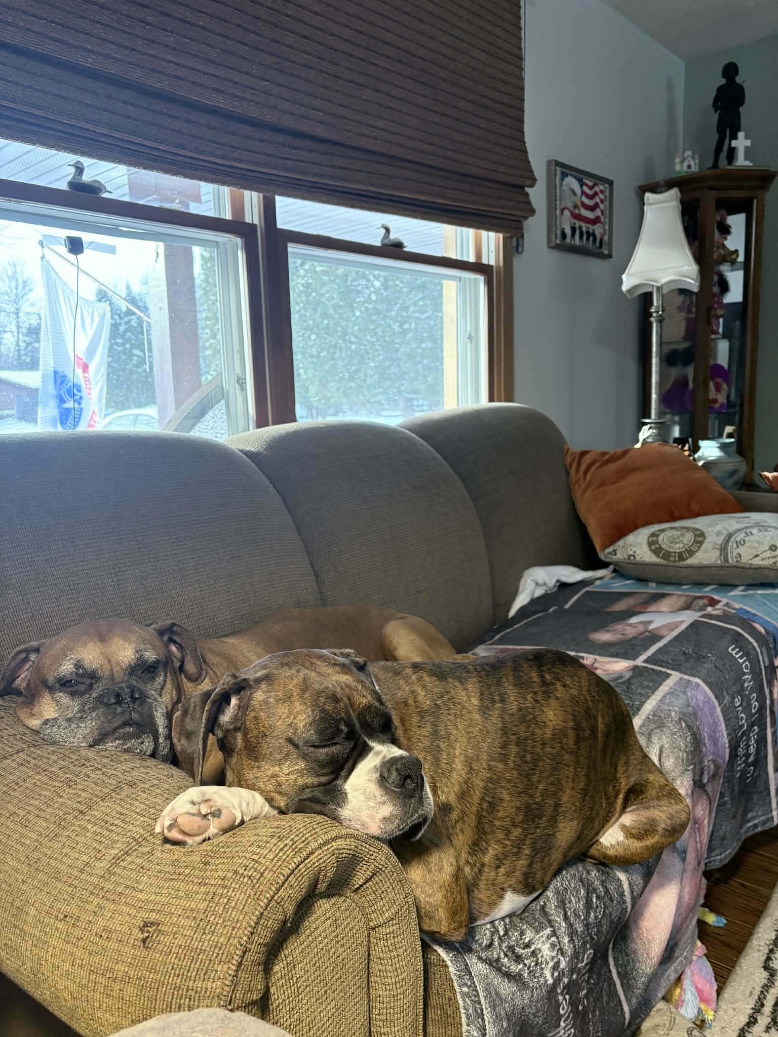 Enlarge Ryleigh & Roscoe, a ADOPTABLE Boxer in Brainerd, MN image 3/4