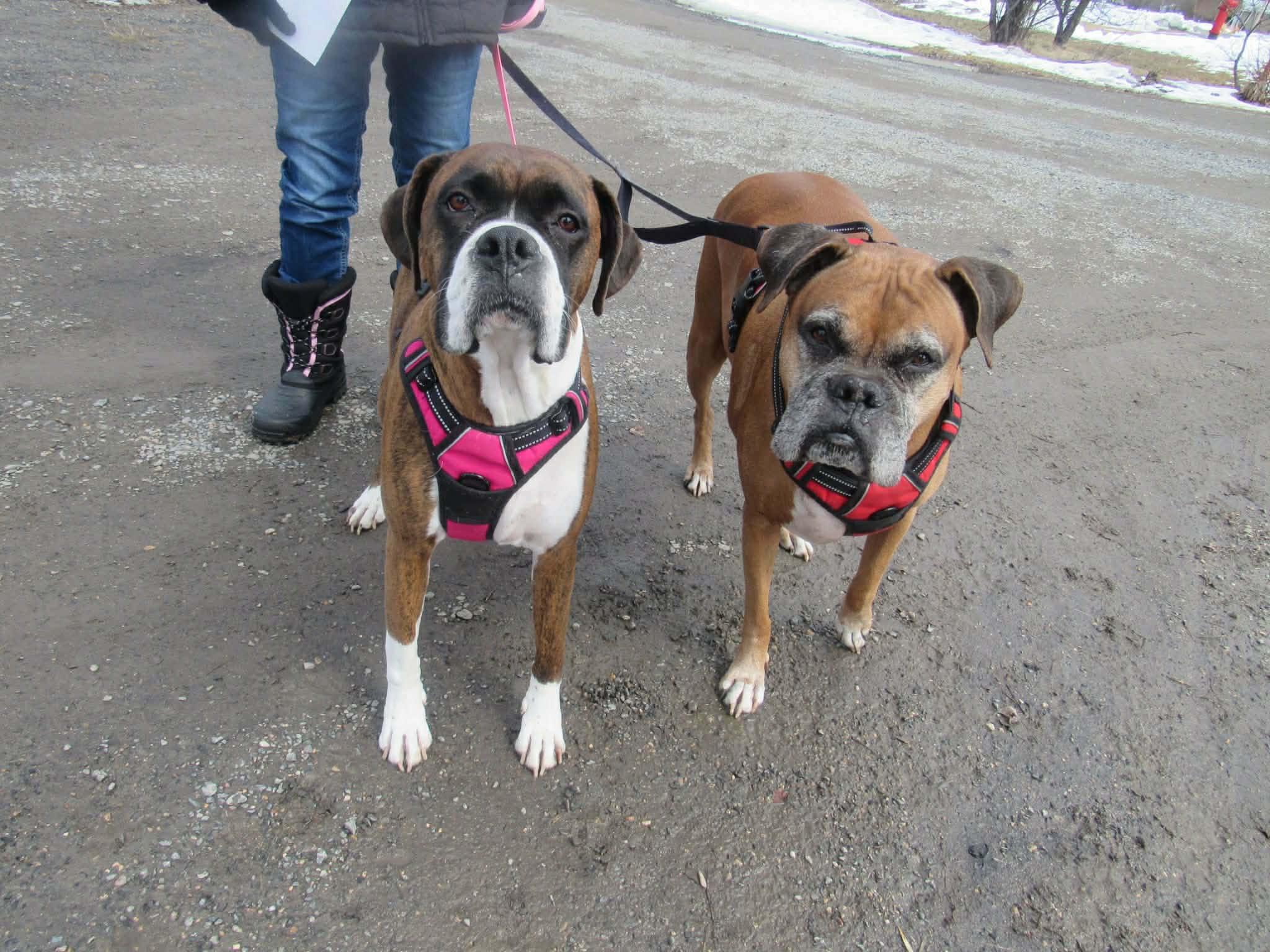 Enlarge Ryleigh & Roscoe, a ADOPTABLE Boxer in Brainerd, MN image 1/4