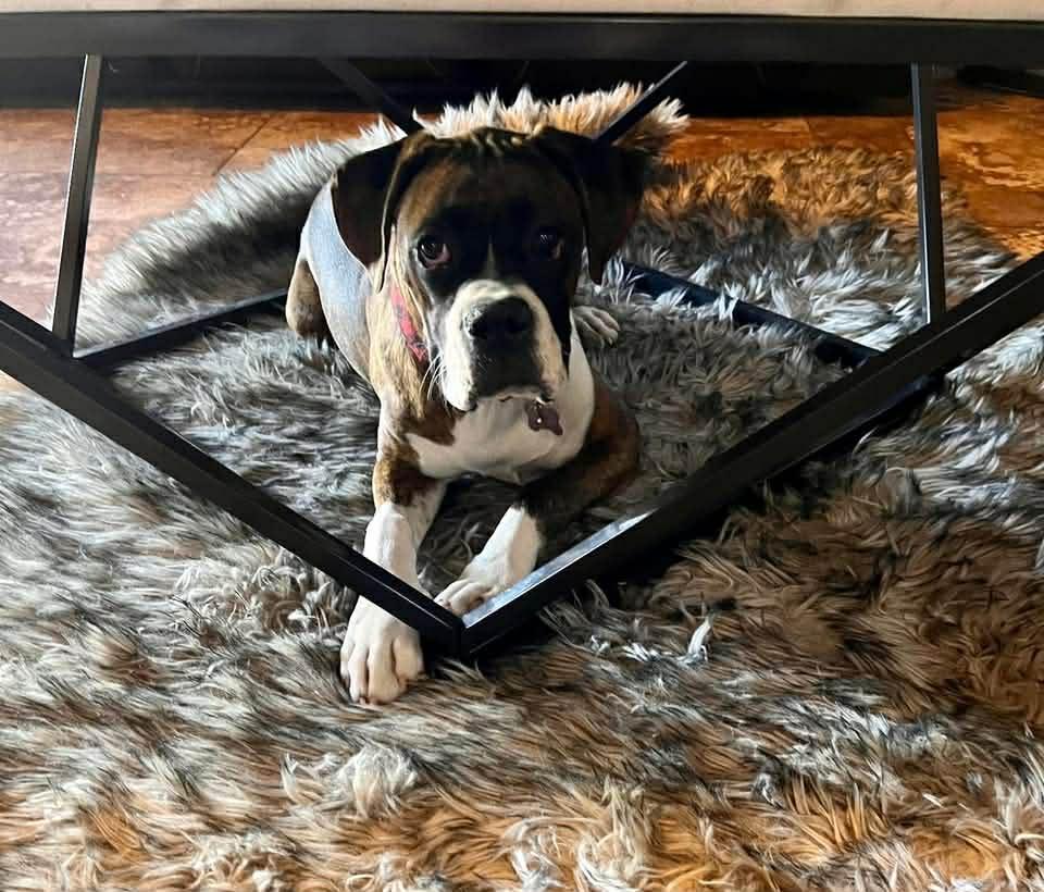 Enlarge Ryleigh & Roscoe, a ADOPTABLE Boxer in Brainerd, MN image 4/4