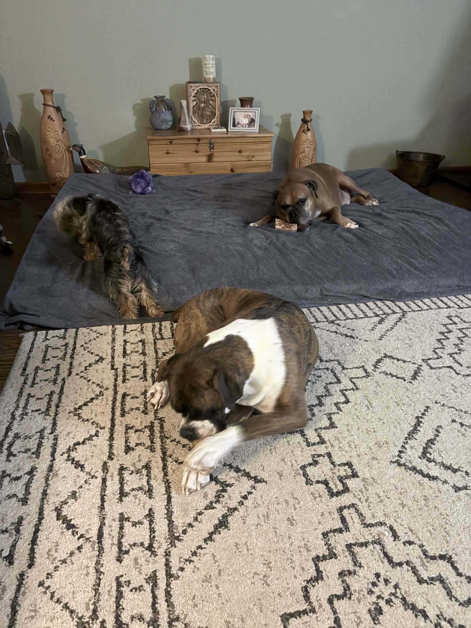 Enlarge Ryleigh & Roscoe, a ADOPTABLE Boxer in Brainerd, MN image 2/4