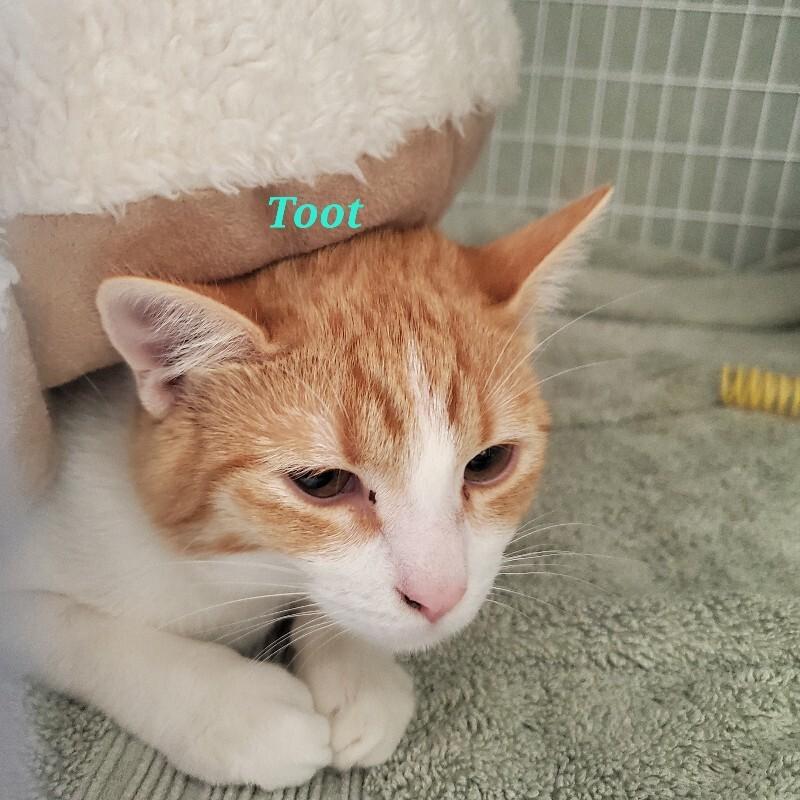 Enlarge Toot, a Adoptable Domestic Short Hair in Diamond Springs, CA image 1/2
