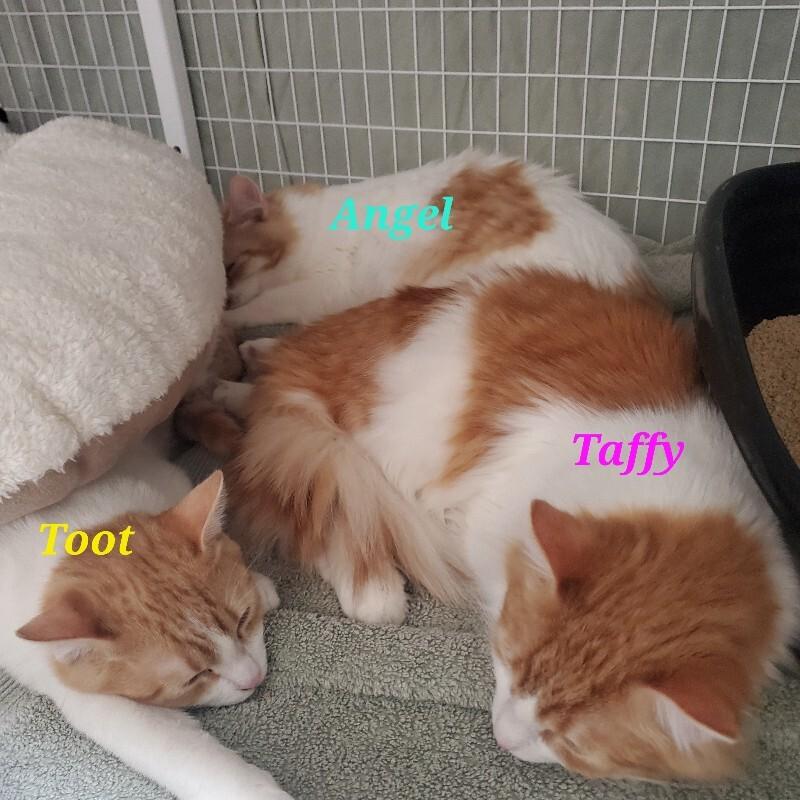 Enlarge Toot, a Adoptable Domestic Short Hair in Diamond Springs, CA image 2/2