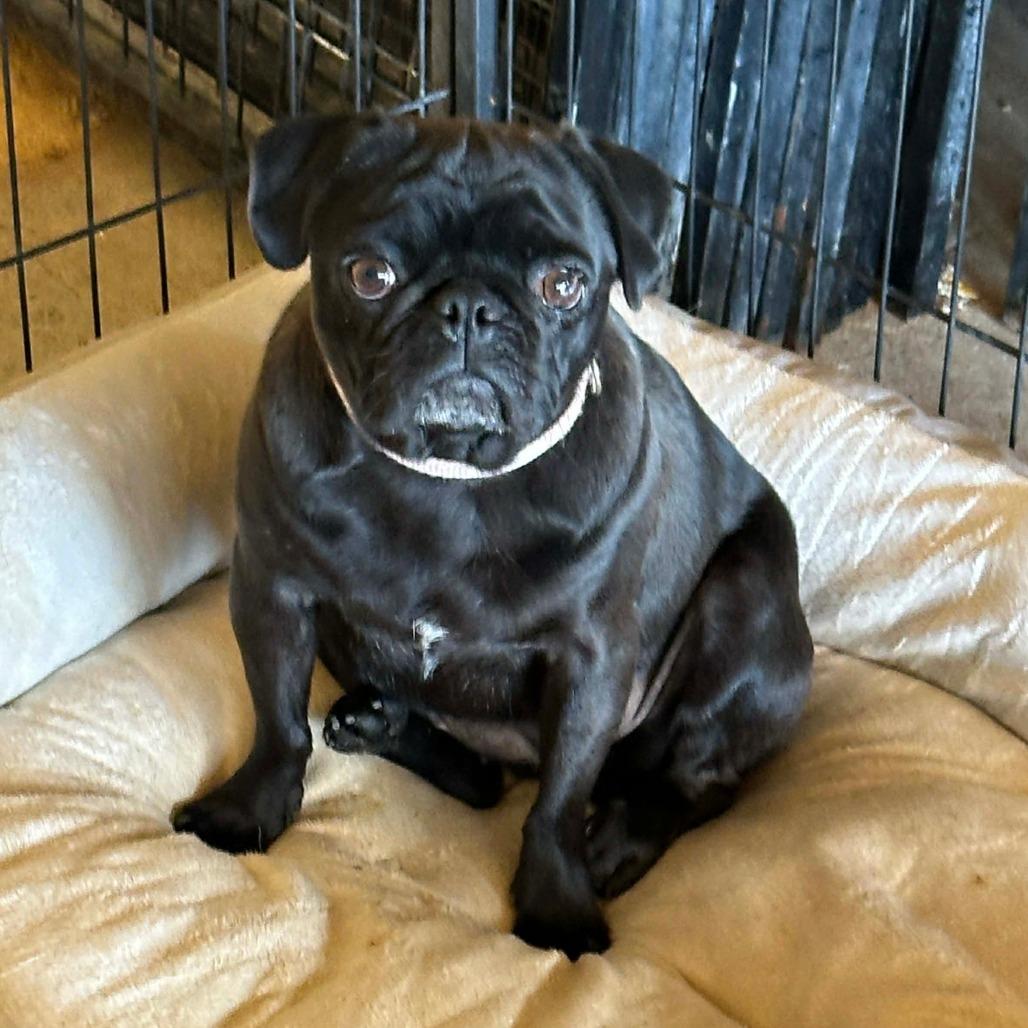 Rakata, Adoptable, Adult Female Pug.