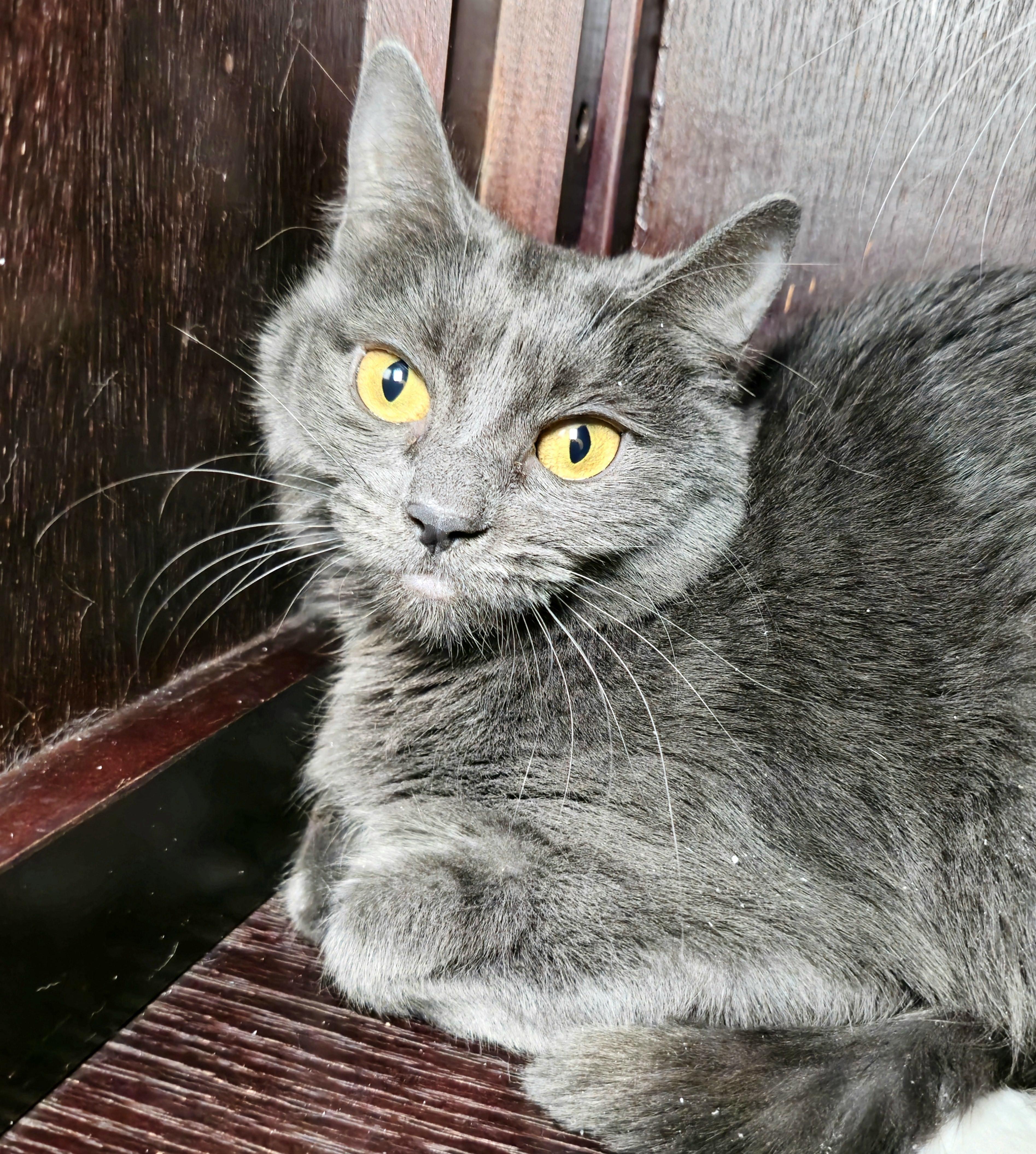 Enlarge Merneith, a Adoptable Domestic Short Hair in Briarcliff Manor, NY image 4/4