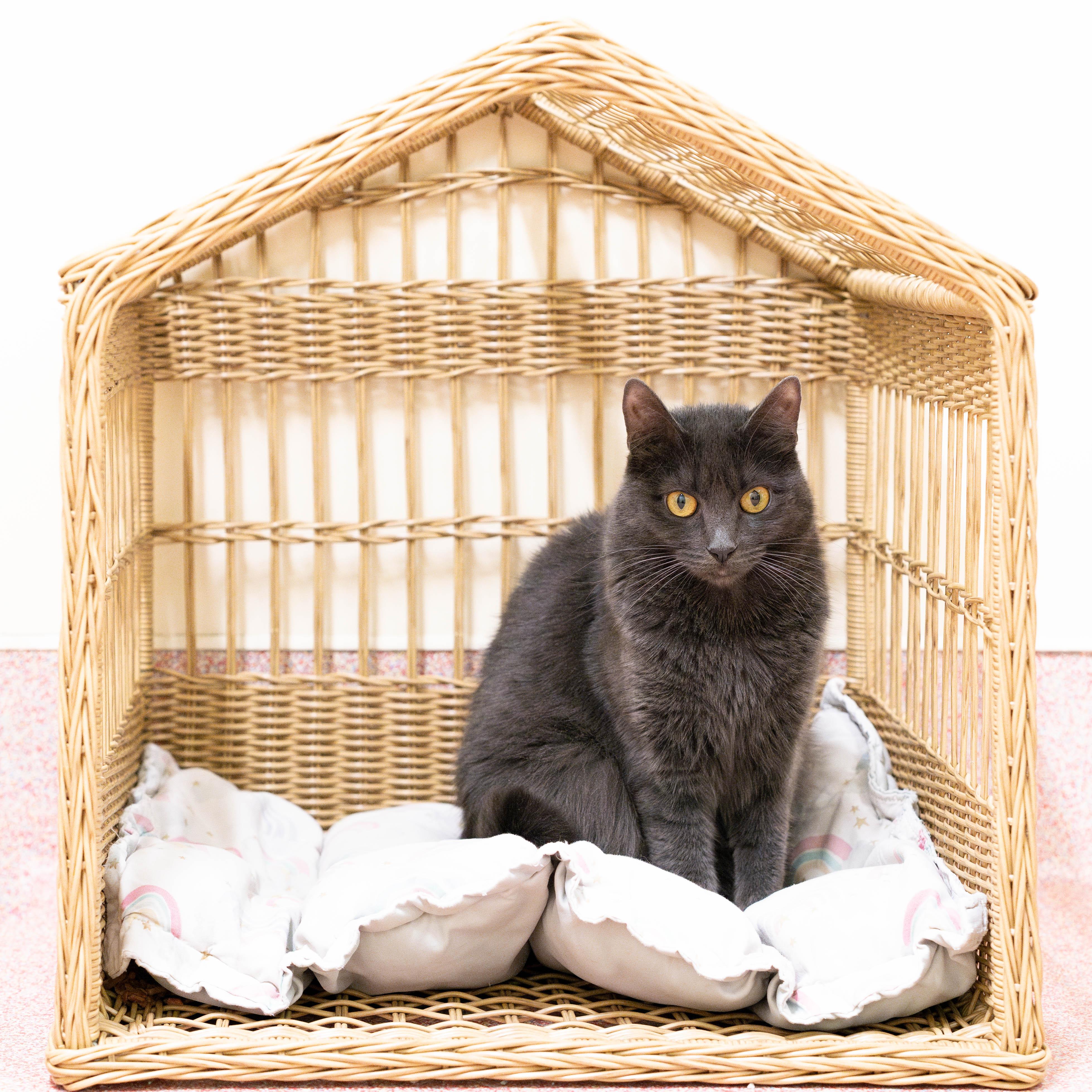 Enlarge Merneith, a Adoptable Domestic Short Hair in Briarcliff Manor, NY image 2/4