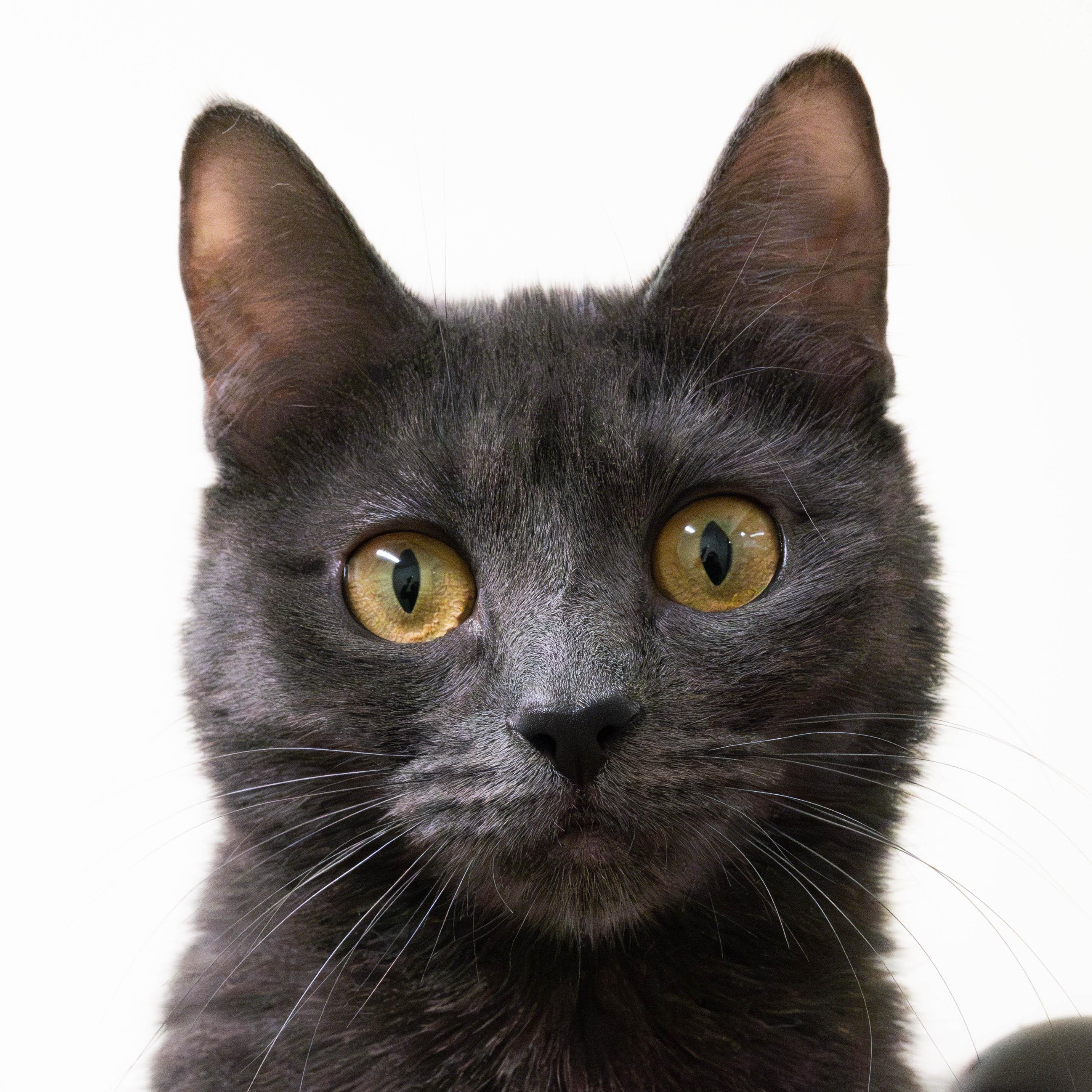 Merneith, Adoptable, Young Female Domestic Short Hair.