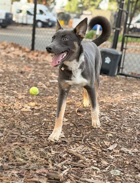 HONEY, Adoptable, Young Female Australian Cattle Dog / Blue Heeler & Mixed Breed.
