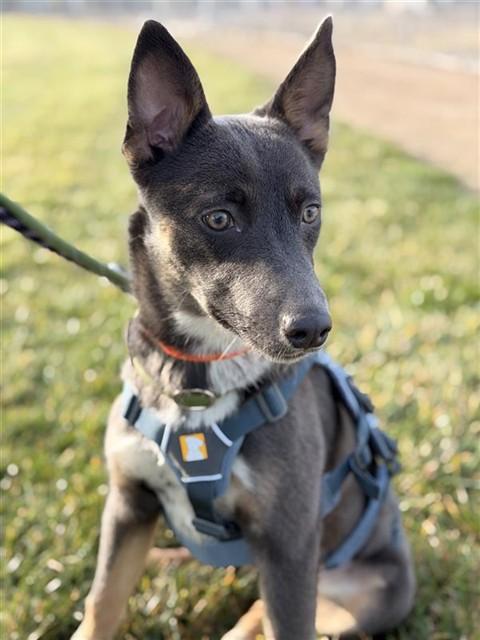 HONEY, Adoptable, Young Female Australian Cattle Dog / Blue Heeler & Mixed Breed.