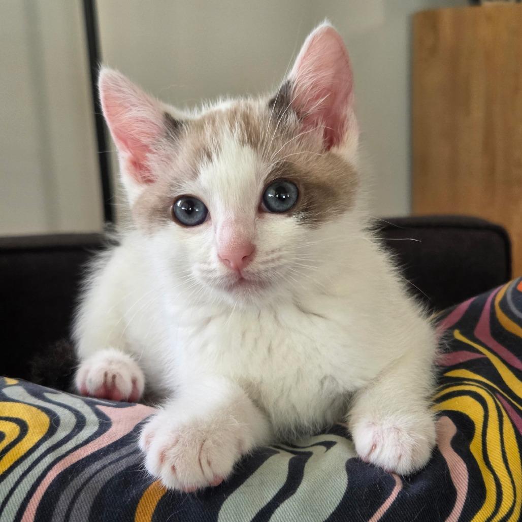 Chip, adopted, Kitten Female Siamese.