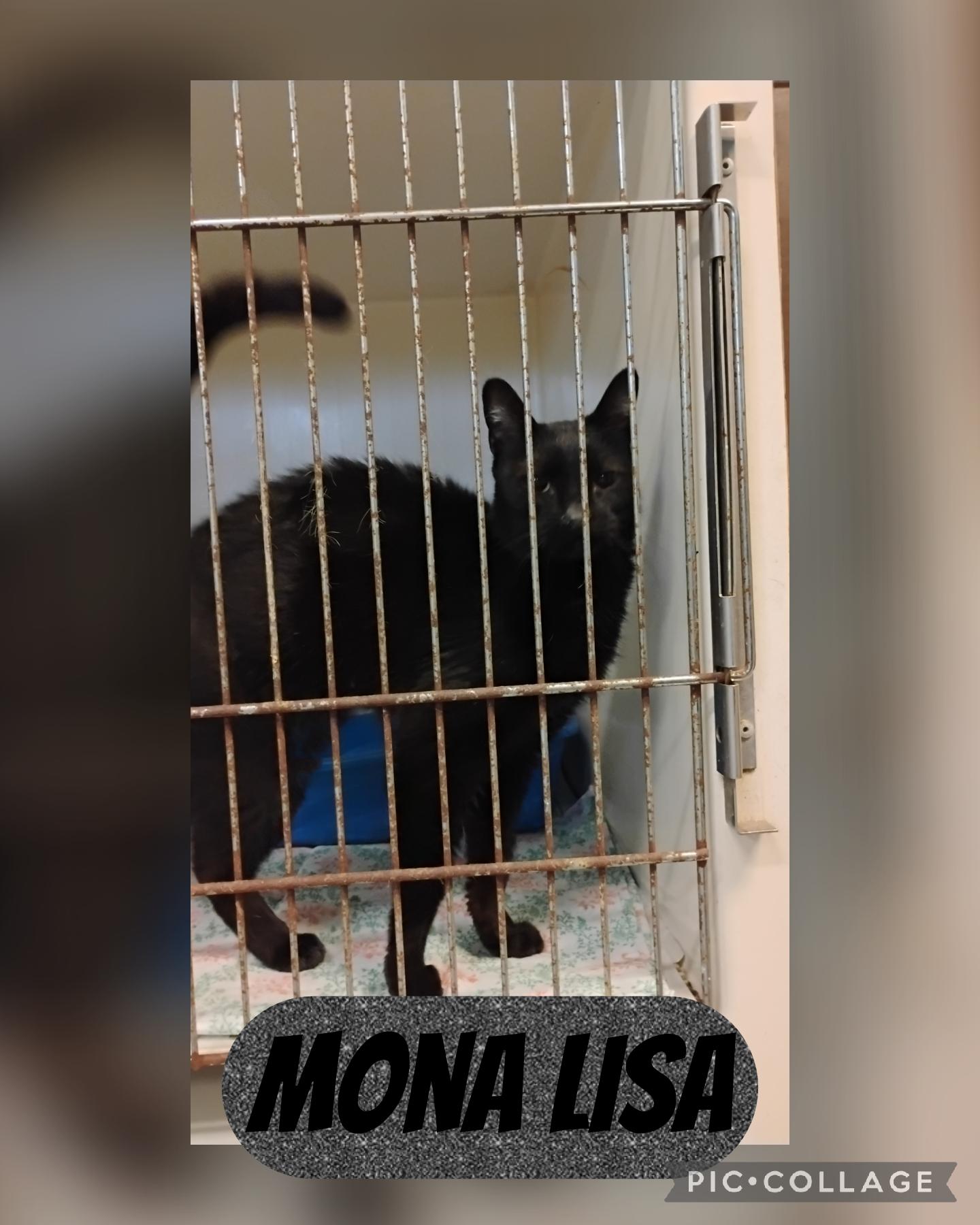 Enlarge Mona Lisa, an adoptable Domestic Short Hair in Muncie, IN image 1/1