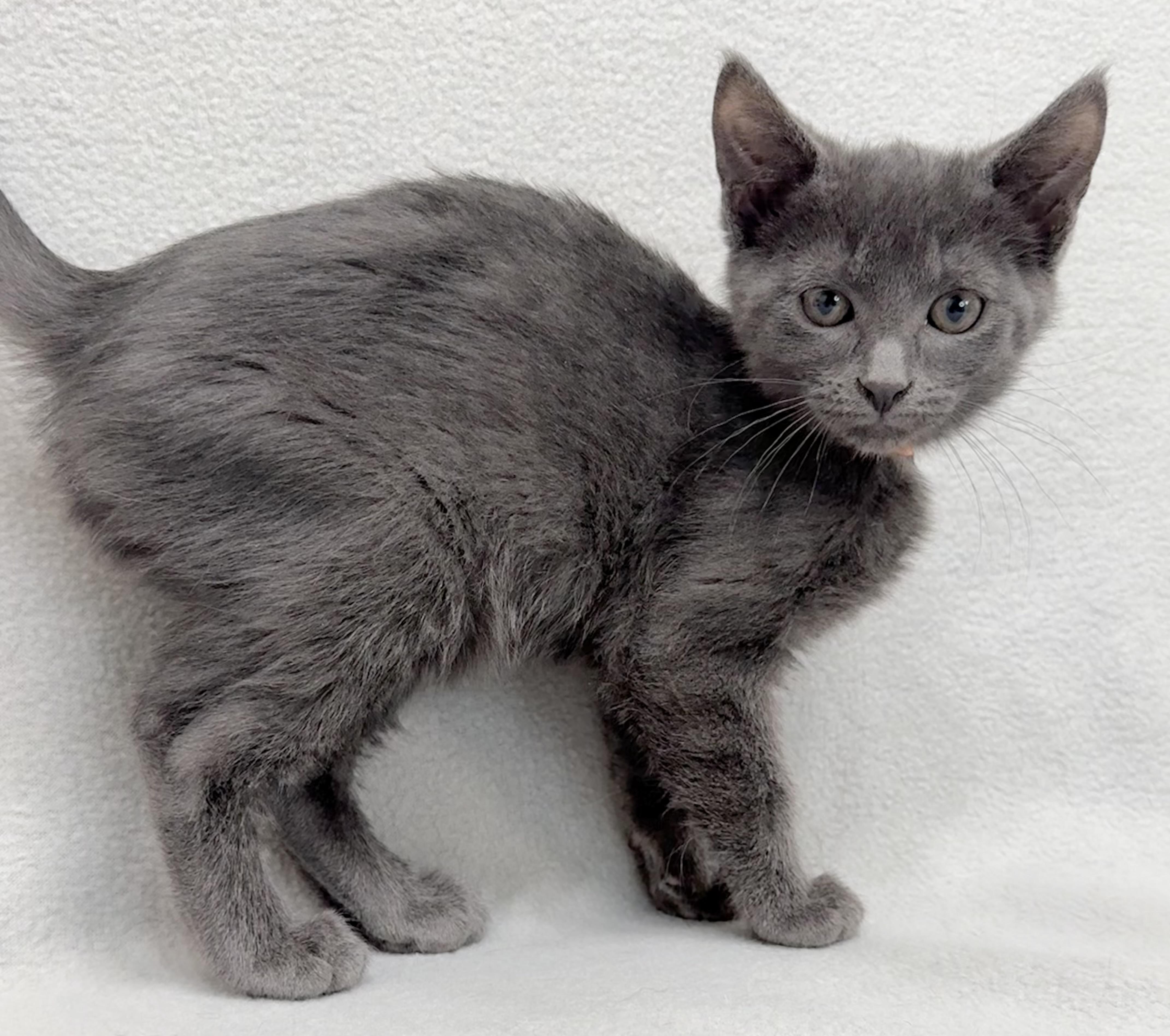 Aspen, a Adoptable Domestic Short Hair in Minneapolis, MN image 3/5