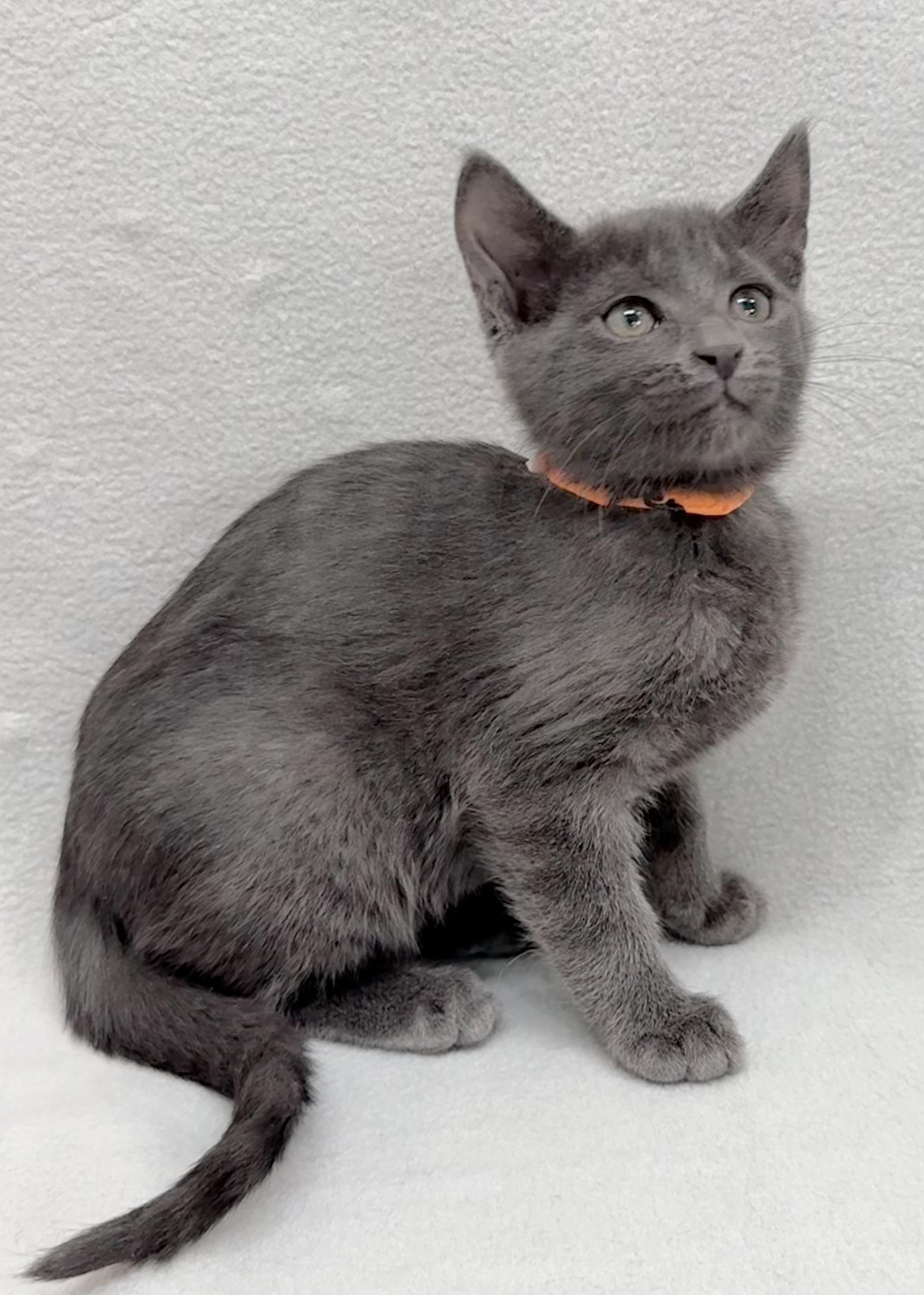 Aspen, a Adoptable Domestic Short Hair in Minneapolis, MN image 4/5