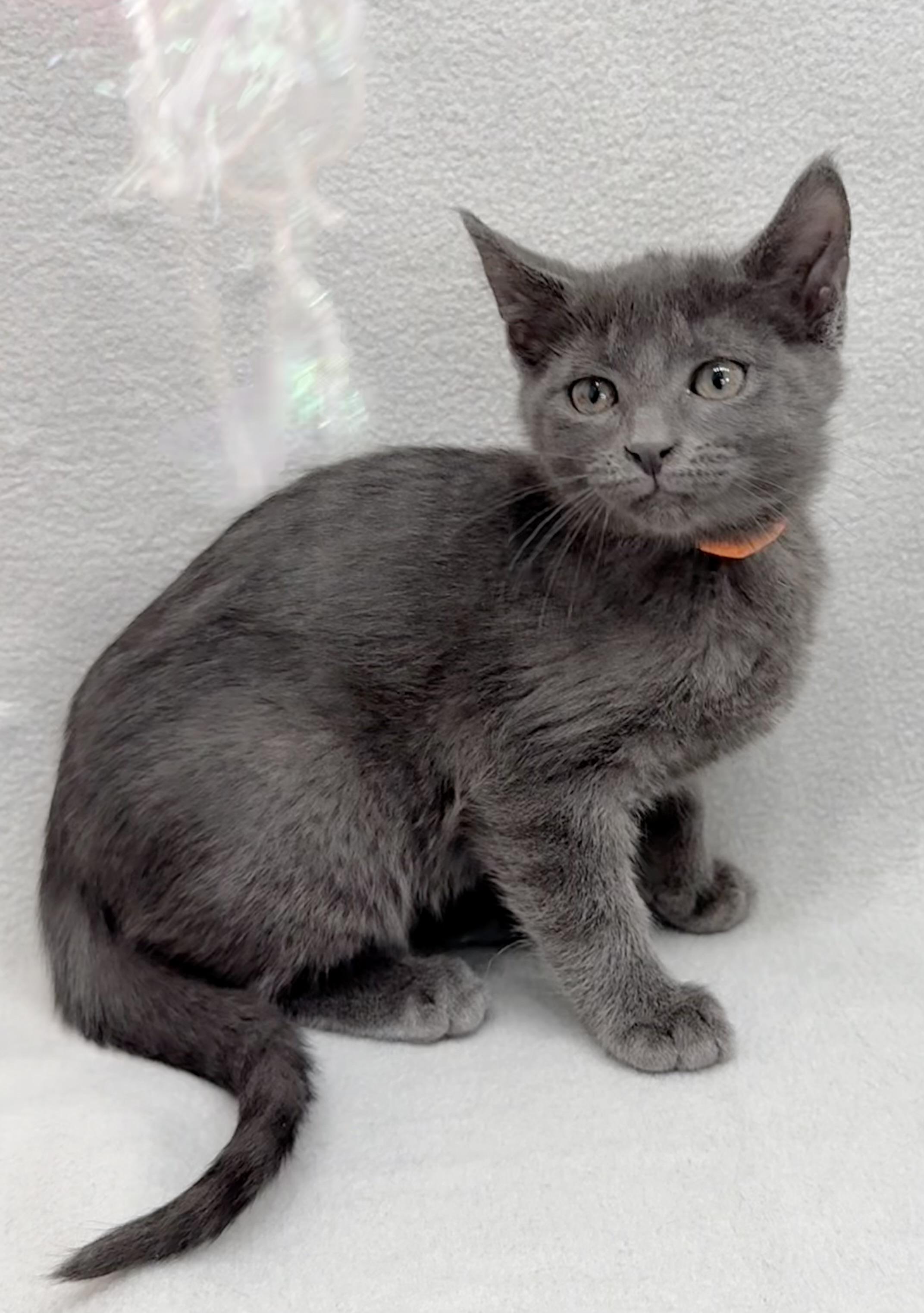 Aspen, a Adoptable Domestic Short Hair in Minneapolis, MN image 2/5