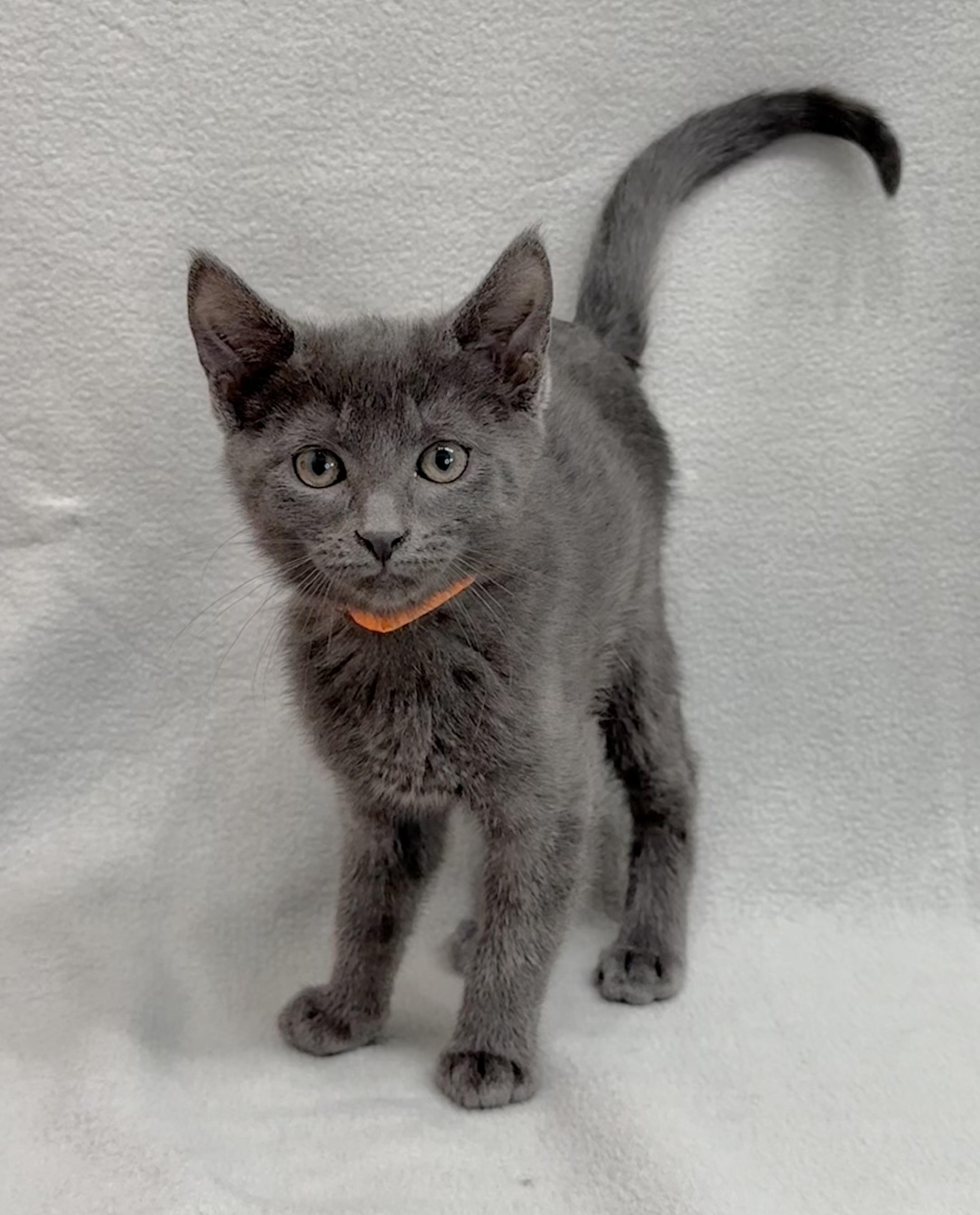 Aspen, a Adoptable Domestic Short Hair in Minneapolis, MN image 1/5