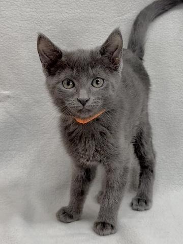 Aspen, a Adoptable Domestic Short Hair in Minneapolis, MN image 5/5