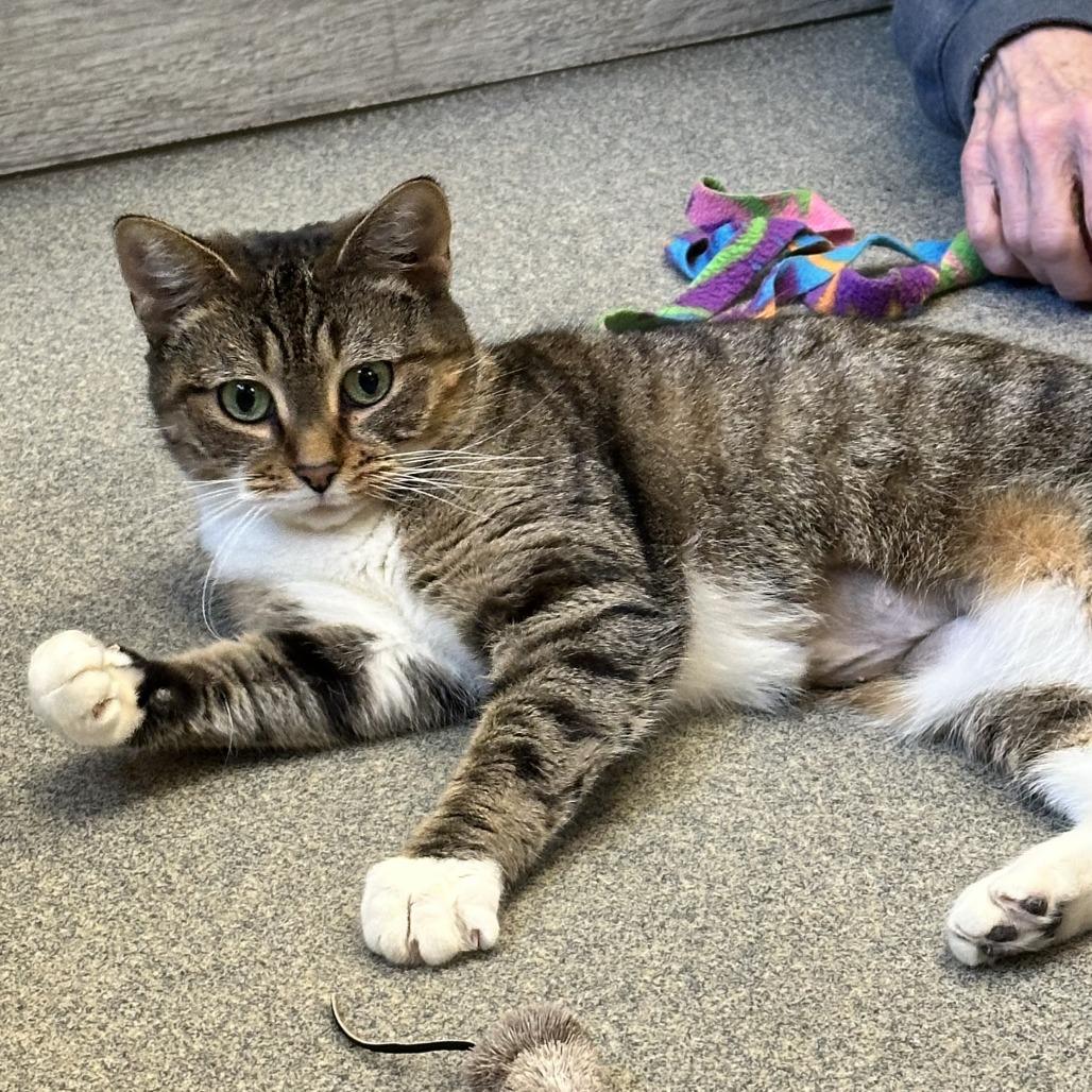 Enlarge Kiki, a Adoptable Domestic Short Hair in Concord, NH image 1/3