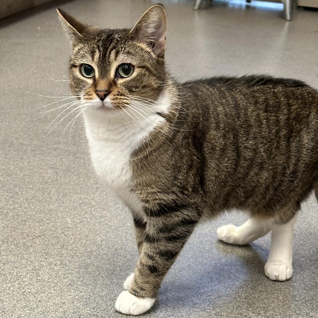 Enlarge Kiki, a Adoptable Domestic Short Hair in Concord, NH image 2/3