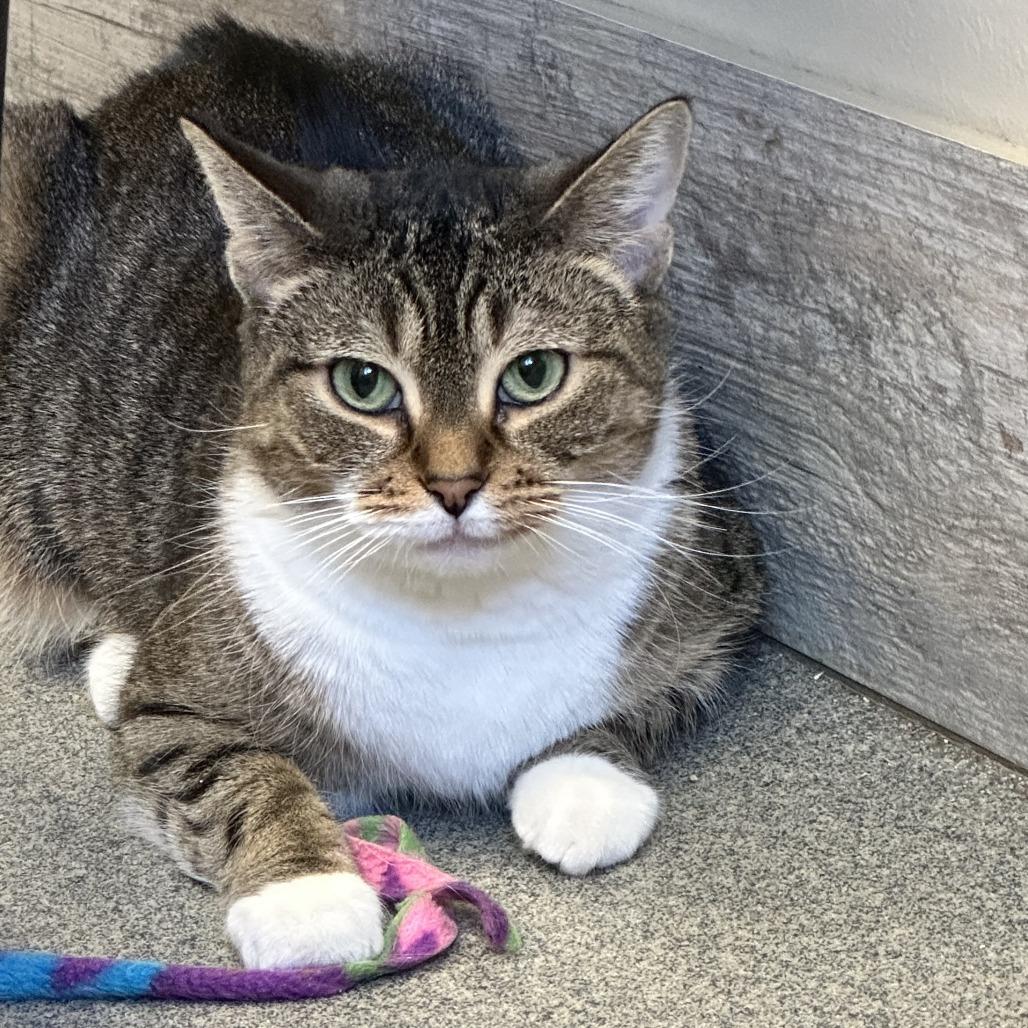 Enlarge Kiki, a Adoptable Domestic Short Hair in Concord, NH image 3/3