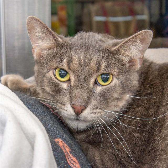 Enlarge FLINT, a Adoptable Domestic Short Hair in St. Louis, MO image 1/1