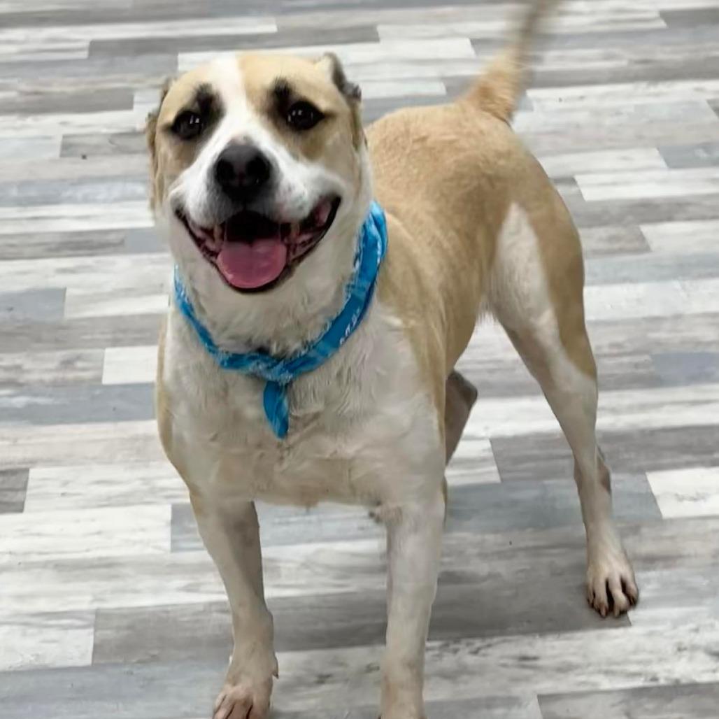 Juggernaut/Jagger, Adoptable, Adult Male Mixed Breed.