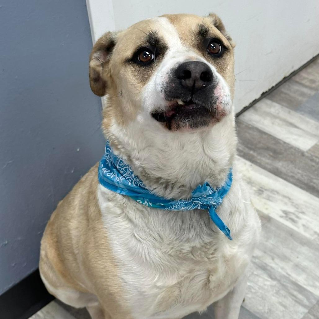 Enlarge Juggernaut/Jagger, a Adoptable Mixed Breed in Lufkin, TX image 2/6