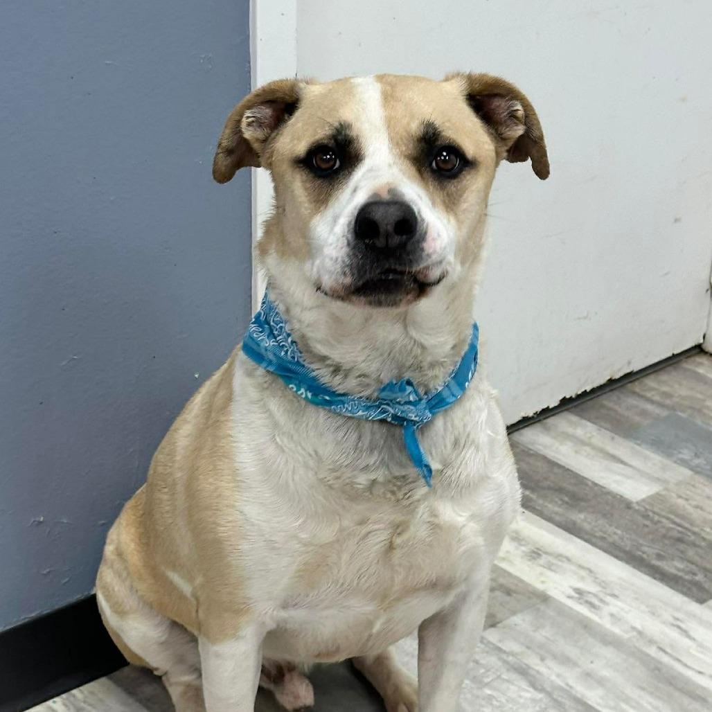 Enlarge Juggernaut/Jagger, a Adoptable Mixed Breed in Lufkin, TX image 3/6