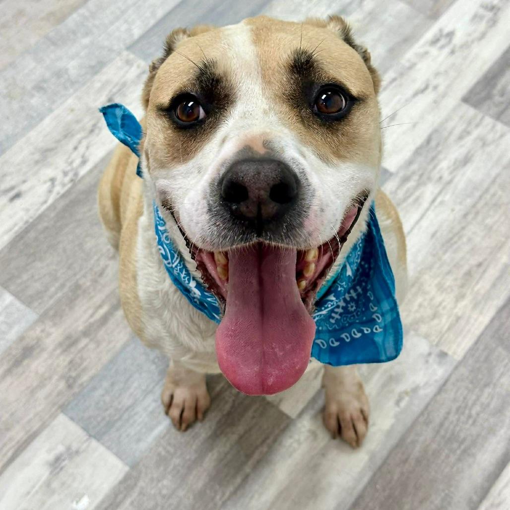 Enlarge Juggernaut/Jagger, a Adoptable Mixed Breed in Lufkin, TX image 5/6