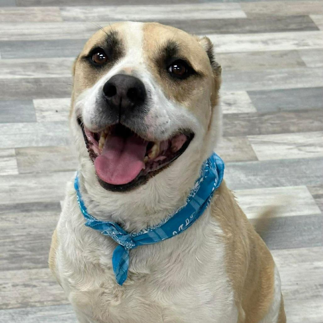 Enlarge Juggernaut/Jagger, a Adoptable Mixed Breed in Lufkin, TX image 6/6