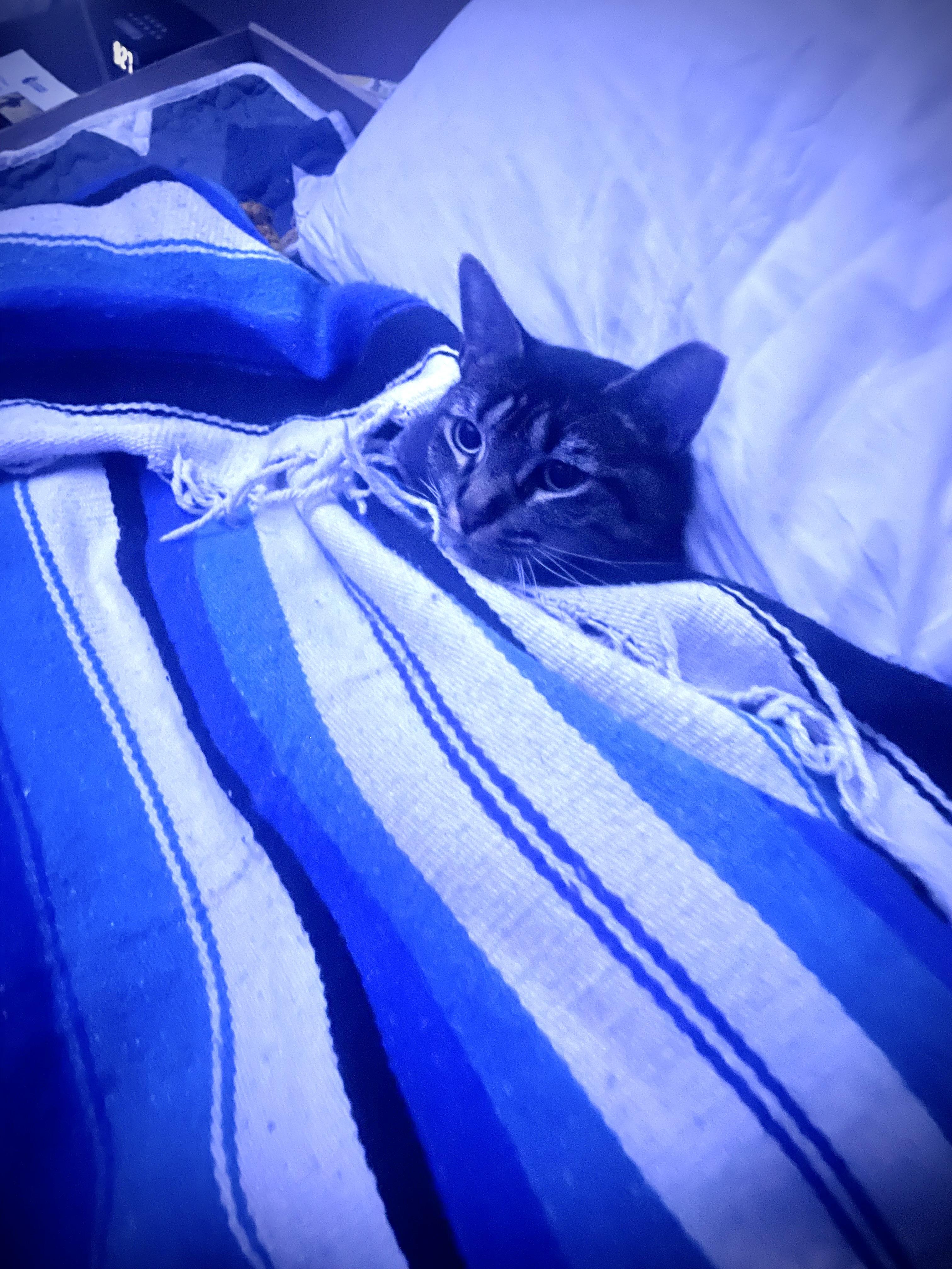 Mariposa, a Adoptable Domestic Short Hair in New York, NY image 1/6