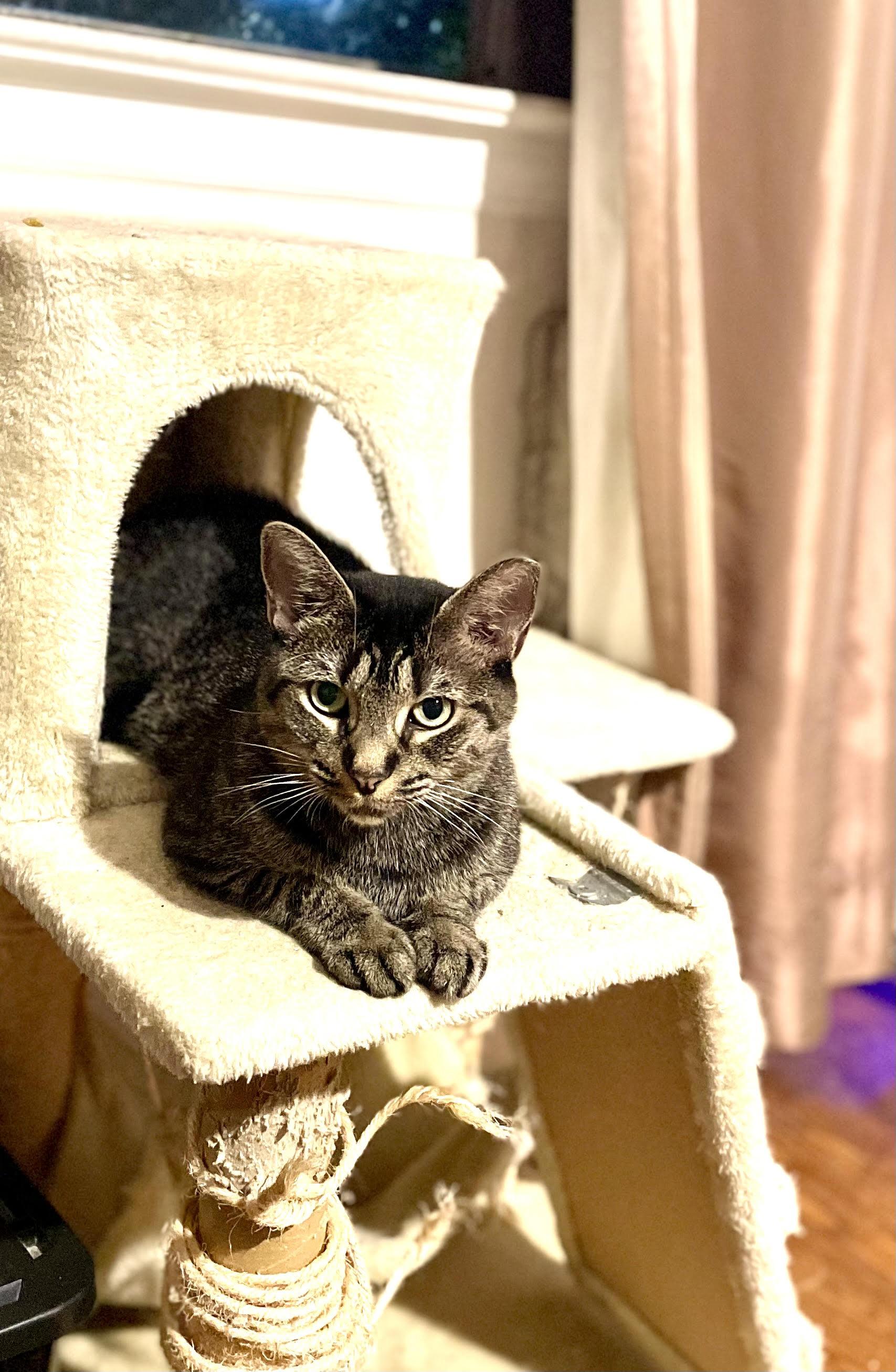 Enlarge Mariposa, a Adoptable Domestic Short Hair in New York, NY image 5/6