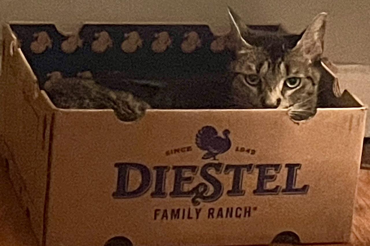 Enlarge Mariposa, a Adoptable Domestic Short Hair in New York, NY image 6/6