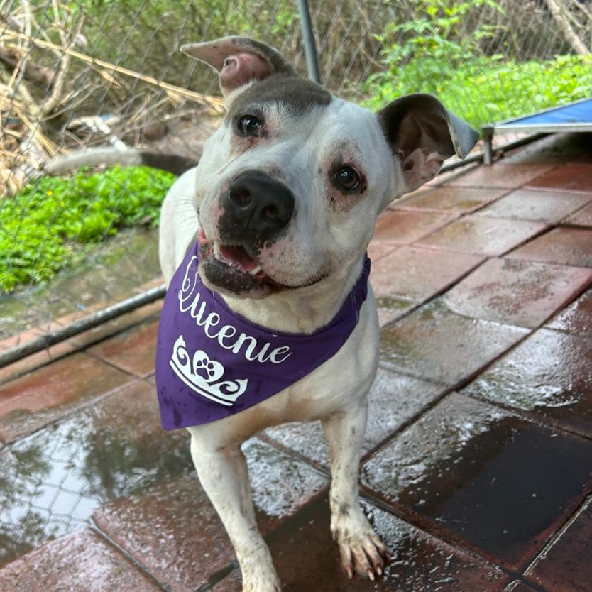 QUEENIE, Adoptable, Senior Female Mixed Breed & Mixed Breed.