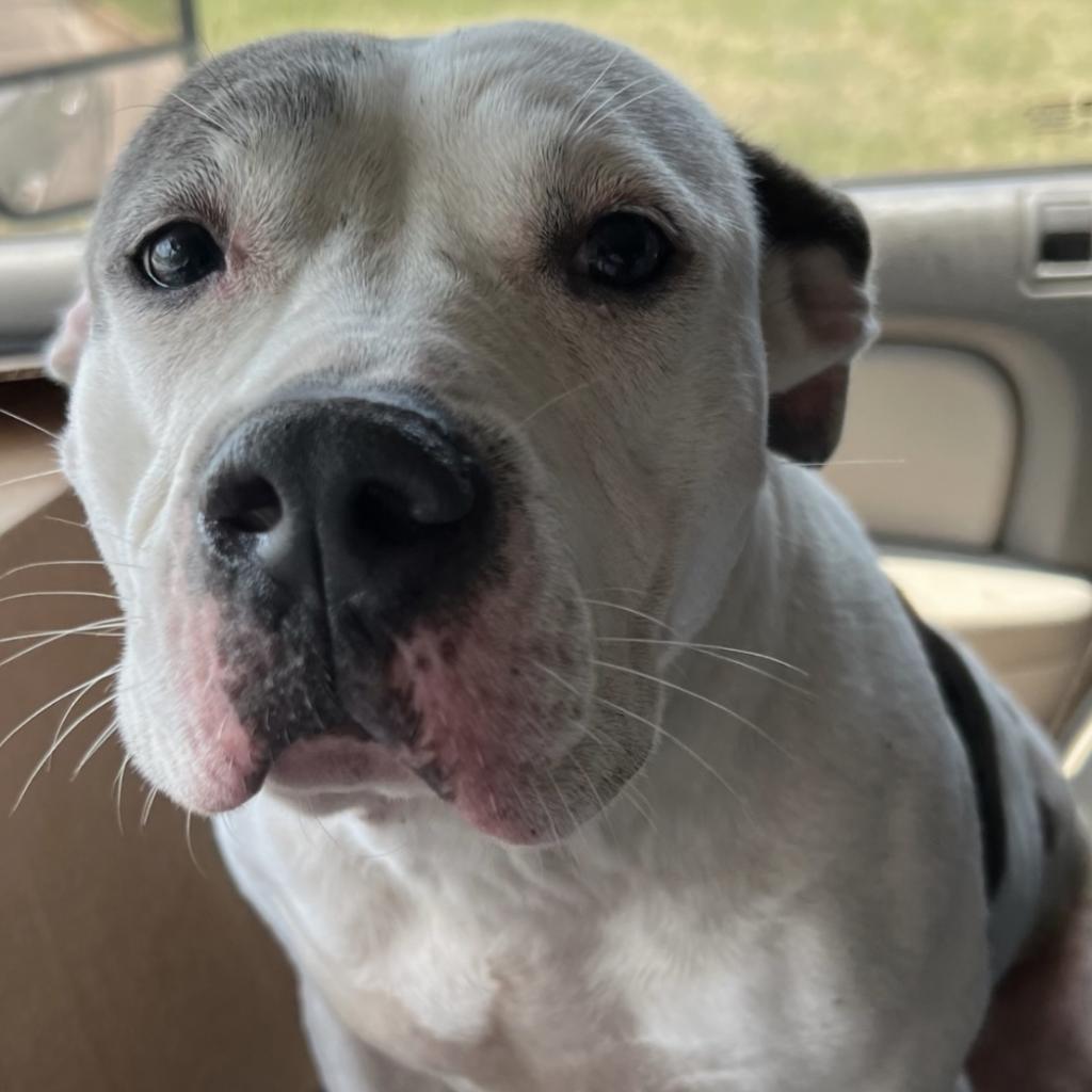 QUEENIE, Adoptable, Senior Female Mixed Breed & Mixed Breed.