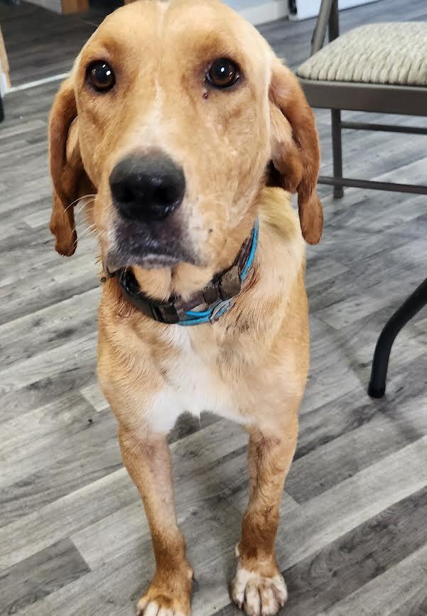 Festus, Adoptable, Young Male Hound.