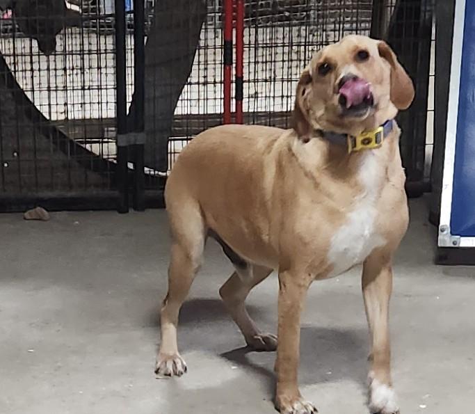 Enlarge Festus, a Adoptable mixed breed in Marshall, AR image 5/6