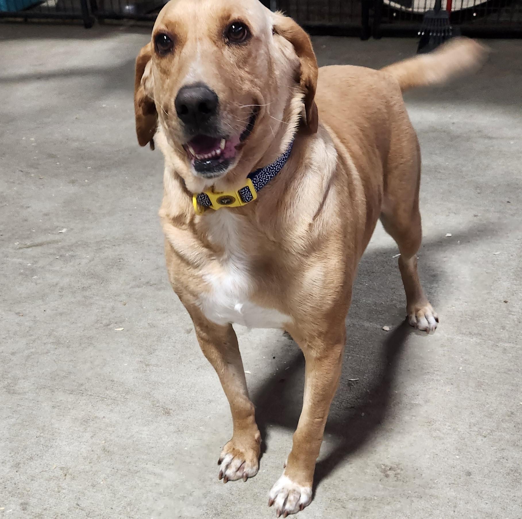 Enlarge Festus, a Adoptable mixed breed in Marshall, AR image 2/6