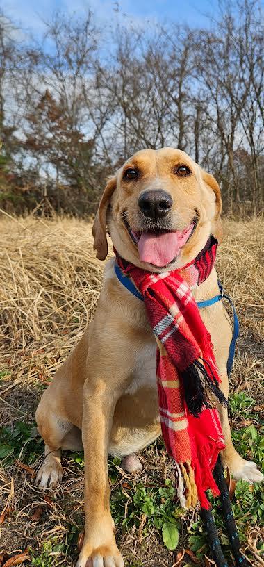 Enlarge Festus, a Adoptable mixed breed in Marshall, AR image 6/6