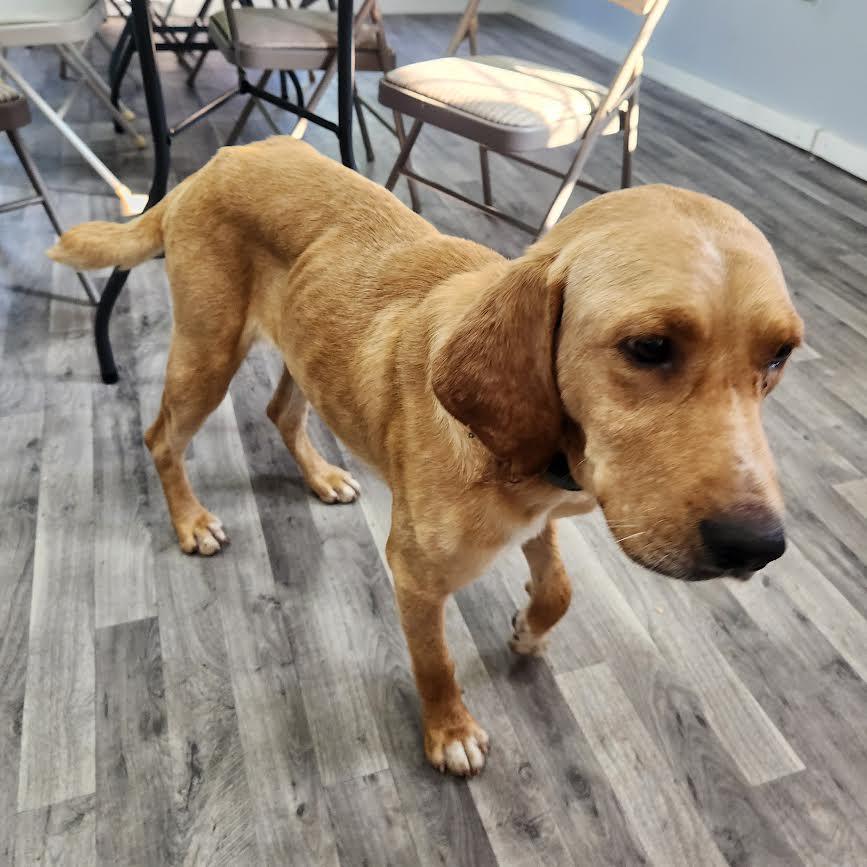 Festus, a Adoptable mixed breed in Marshall, AR image 2/5