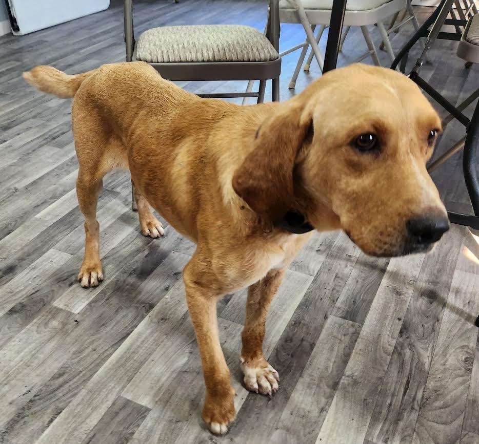 Festus, a Adoptable mixed breed in Marshall, AR image 3/5