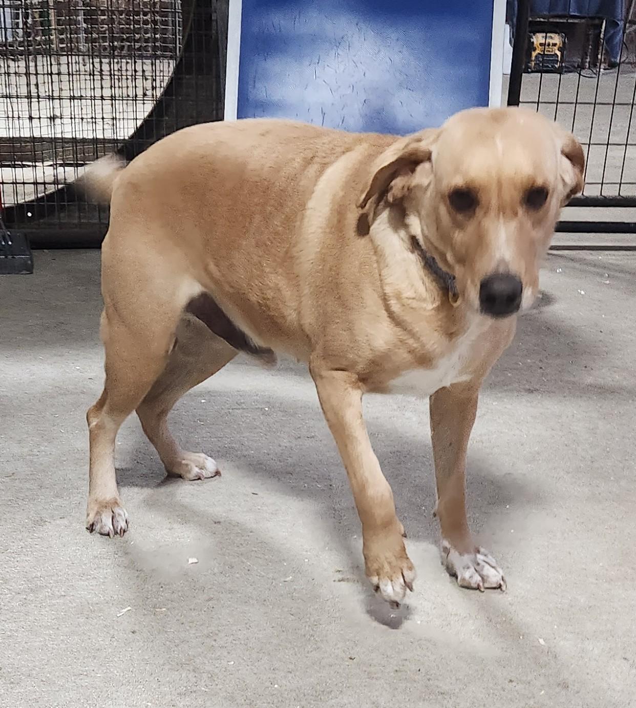 Enlarge Festus, a Adoptable mixed breed in Marshall, AR image 4/6