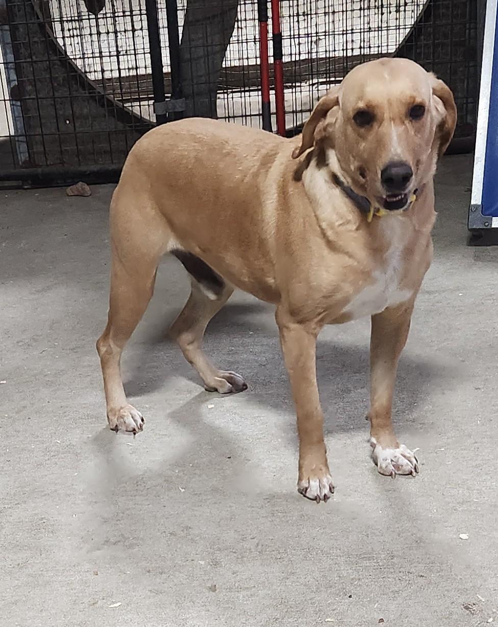 Enlarge Festus, a Adoptable mixed breed in Marshall, AR image 3/6